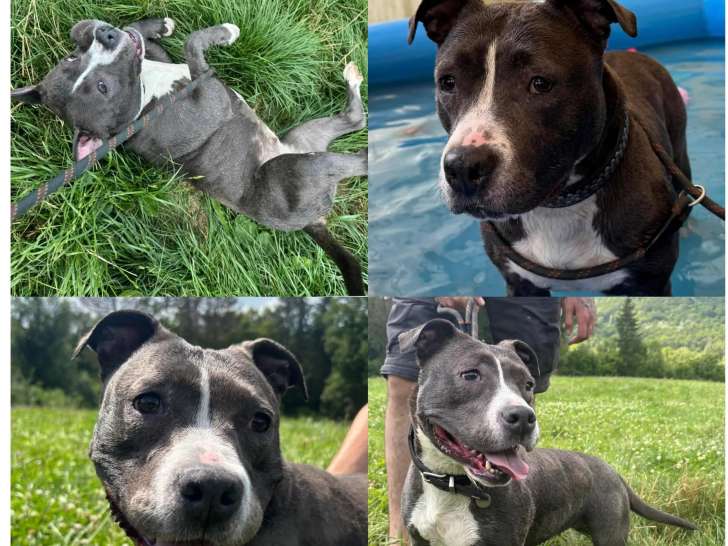 À adopter : chienne Staffordshire Américain Terrier de 4 ans