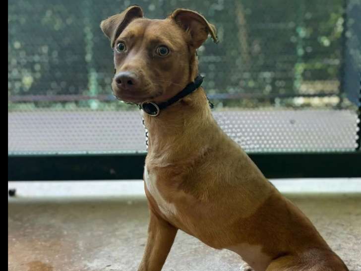 Disponible à l'adoption : chiot femelle marron