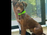 En attente d'adoption : chienne fauve charbonnée