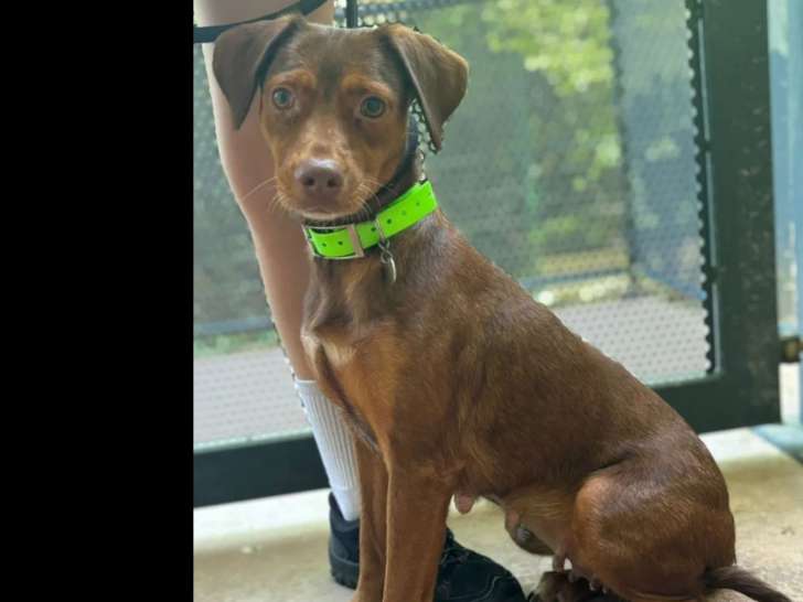 En attente d'adoption : chienne fauve charbonnée