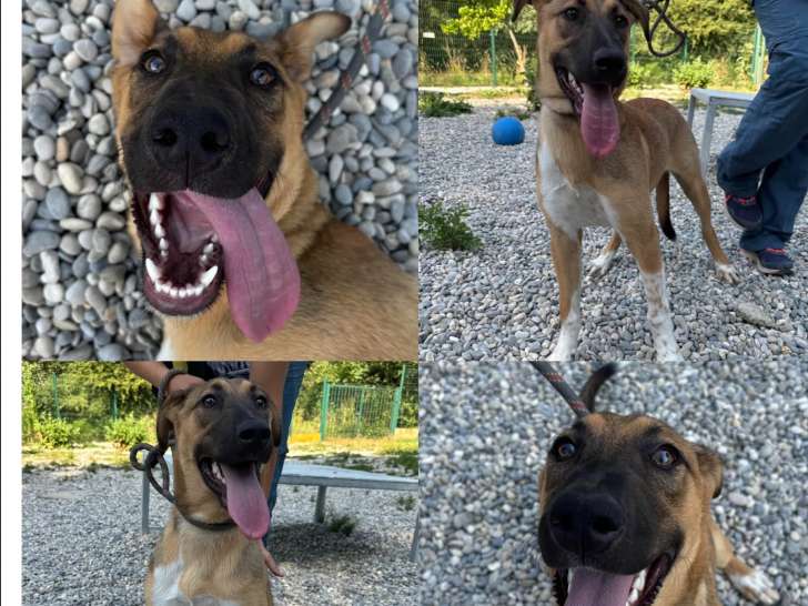 Prête pour l’adoption : chienne fauve