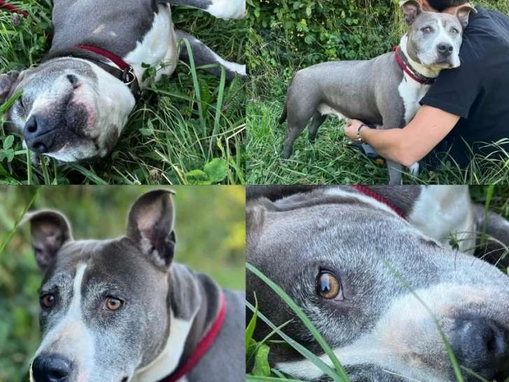 À accueillir : chienne grise et blanche
