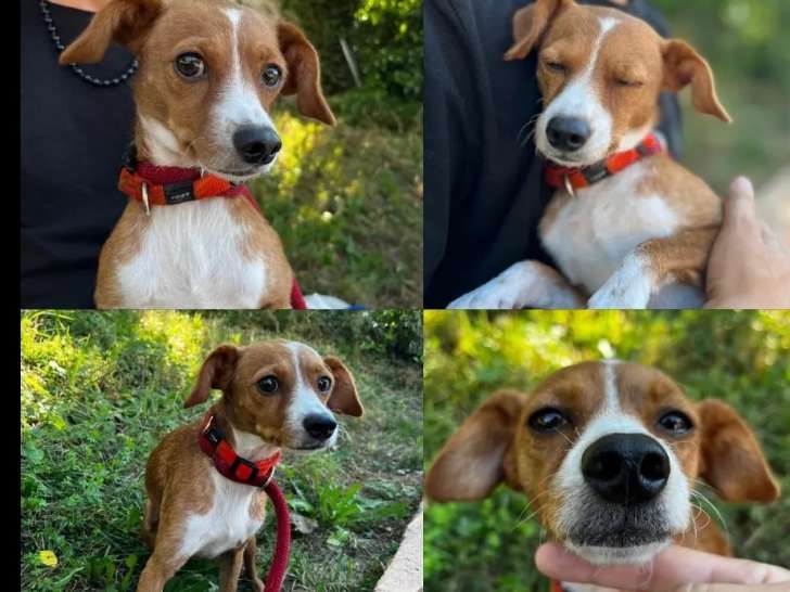 En quête d'une famille : chienne marron et blanche