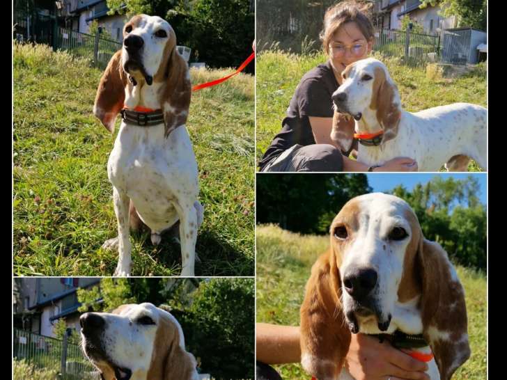Adoption disponible : chien Porcelaine de 8 ans