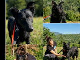 À la recherche d'une famille : chien au pelage noir