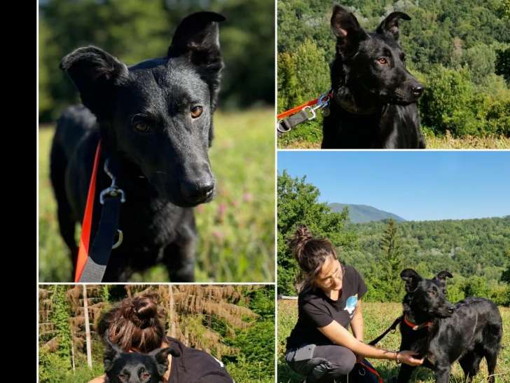 À la recherche d'une famille : chien au pelage noir