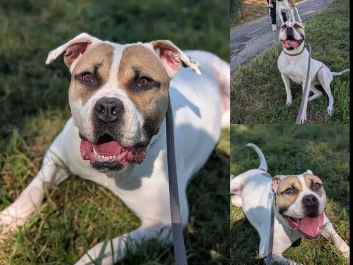 Chienne marron et blanche à adopter