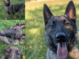Chien Berger Malinois d'un an en attente d'adoption