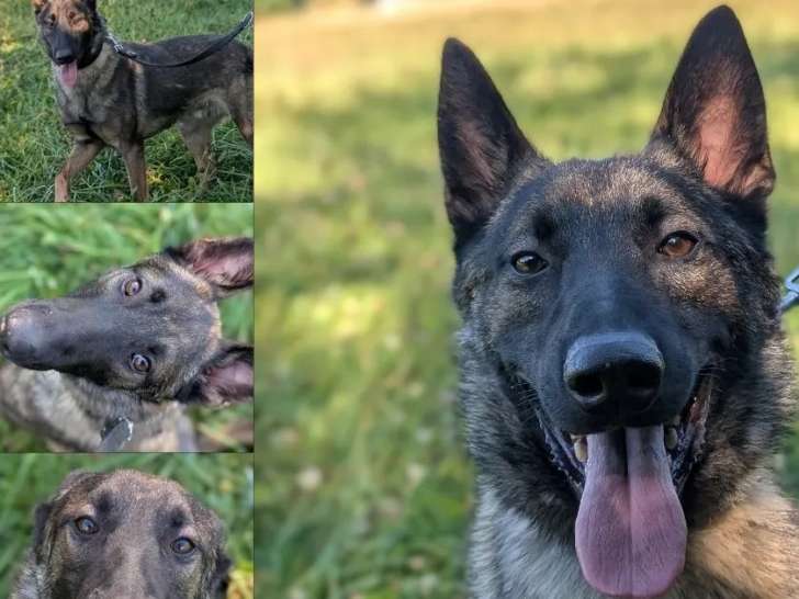 Chien Berger Malinois d'un an en attente d'adoption