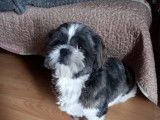Mâle Shih Tzu disponible pour saillie
