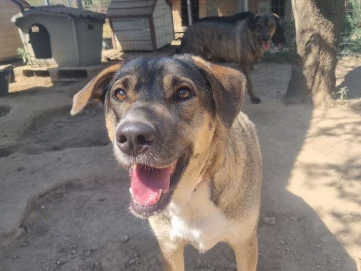 Cassy, chienne à adopter