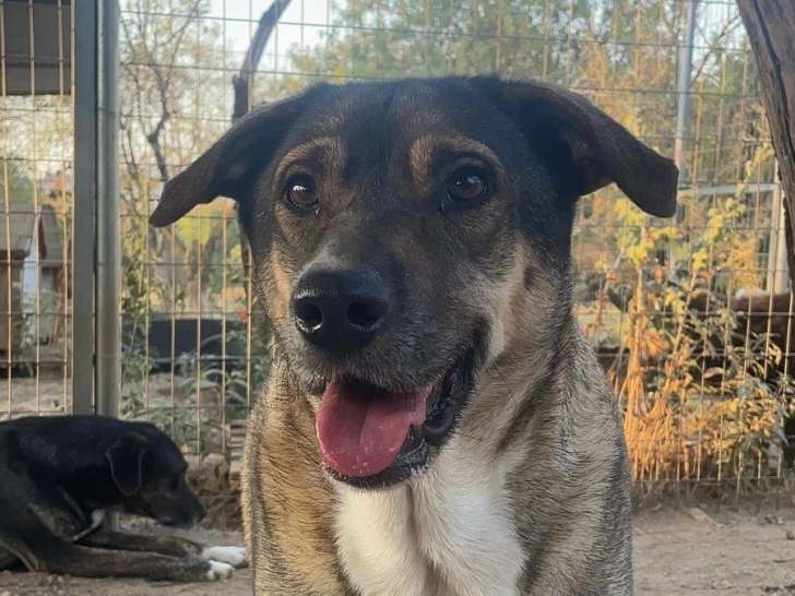 Cassy, chienne à adopter