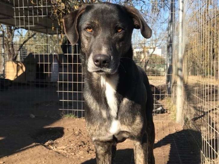 Ted, chien à adopter