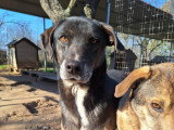 Ted, chien à adopter