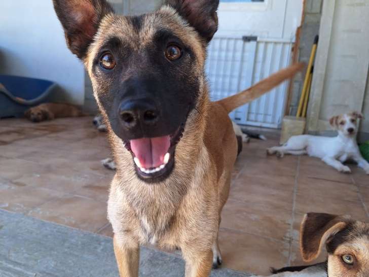 Jules, chien à adopter