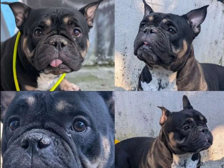 Chienne American Bully de 4 ans disponible à l'adoption