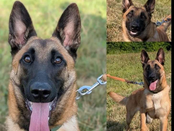 Chiot femelle Berger Malinois fauve prêt pour l'adoption