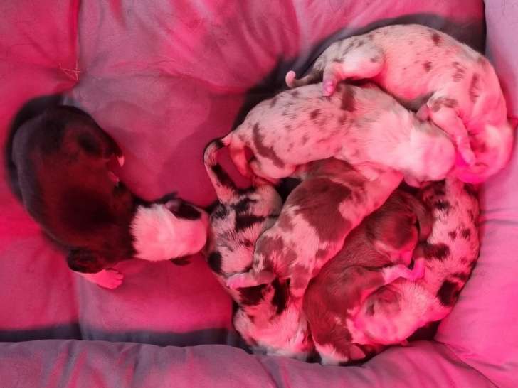 Chiots bergers australiens à réserver