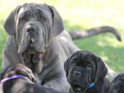 Chiots Mâtin Napolitain à vendre