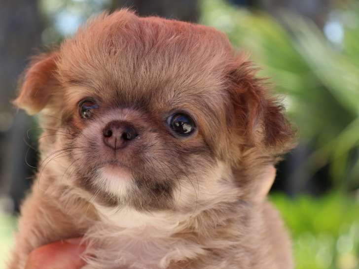 Adorable chiot femelle chihuahua à pols longs LOF à vendre