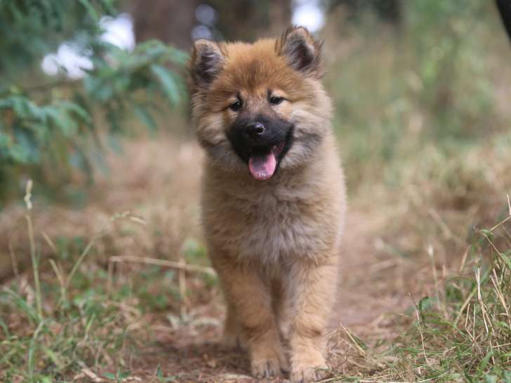 Chiots Eurasier LOF à vendre