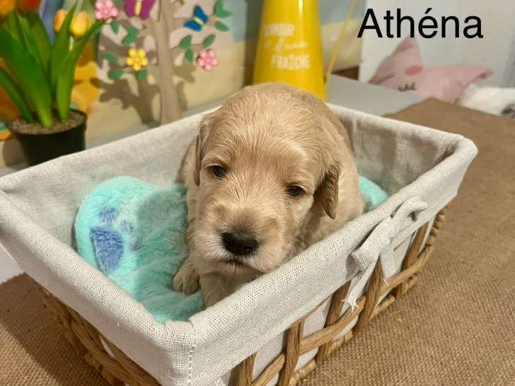 Chiots Goldendoodles miniatures à vendre