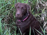 Femelle Labrador Retriever disponible pour saillie