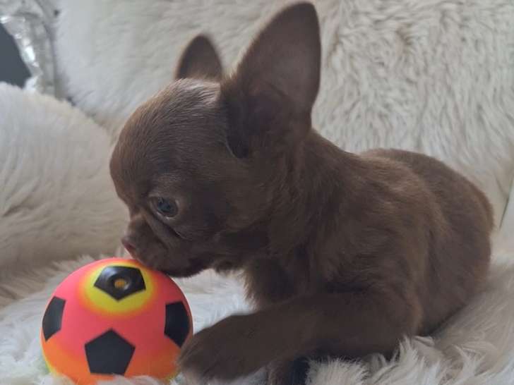 Chiot Chihuahua à poil court à vendre