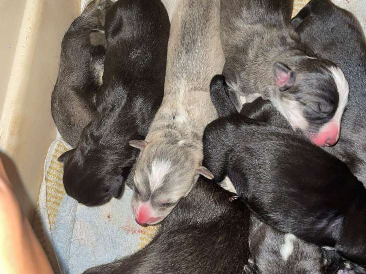 Chiots femelles Alaskan Huksy à réserver par des familles sportives