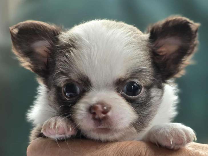 Superbes chiots Chihuahua à vendre