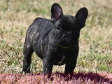 Alvin, chiot Bouledogue Français LOF à vendre