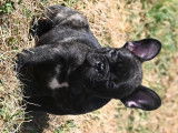 Alvin, chiot Bouledogue Français LOF à vendre