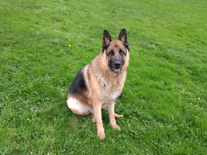 Chien adulte de type Berger Allemand Mâle à donner