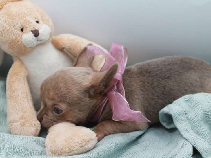 Chiots Chihuahua à vendre