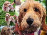 Chienne Griffon beige en attente d'une famille