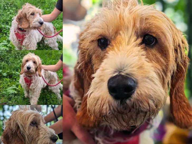 Chienne Griffon beige en attente d'une famille