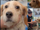 Chienne Griffon de 8 ans à accueillir