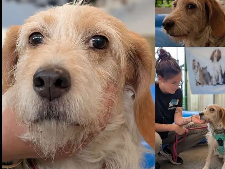 Chienne Griffon de 8 ans à accueillir