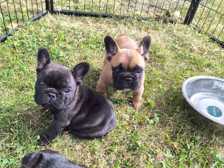 Magnifiques chiots Bouledogue Français à vendre