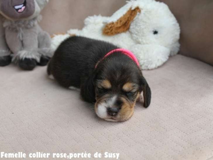 2 femelles Beagle tricolores à vendre