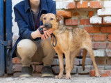 À accueillir : chiot femelle marron