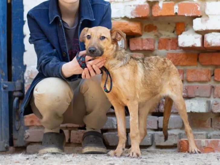 À accueillir : chiot femelle marron
