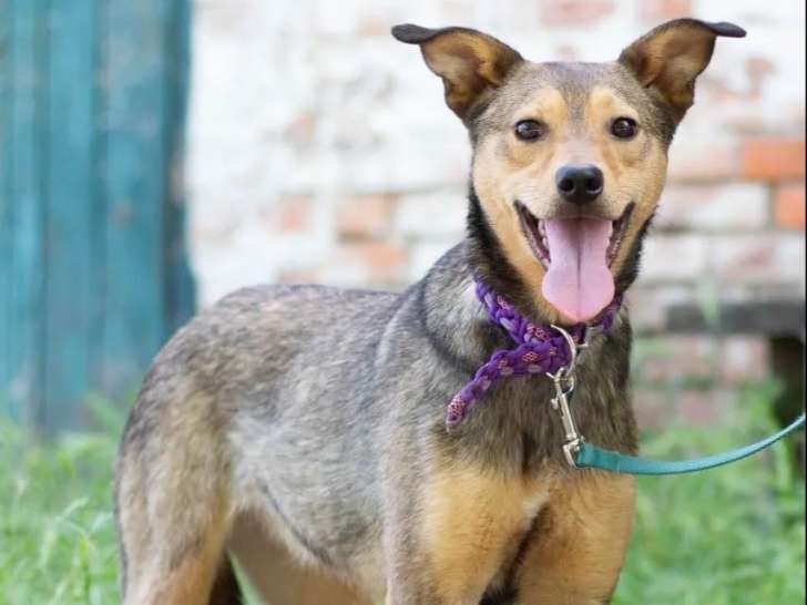 En attente d’un foyer : chienne âgée d'un an