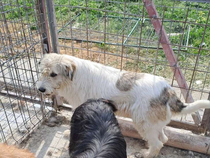 Prête pour l’adoption : chienne de 2 ans