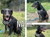 En attente d'adoption : chien Beauceron noir et feu