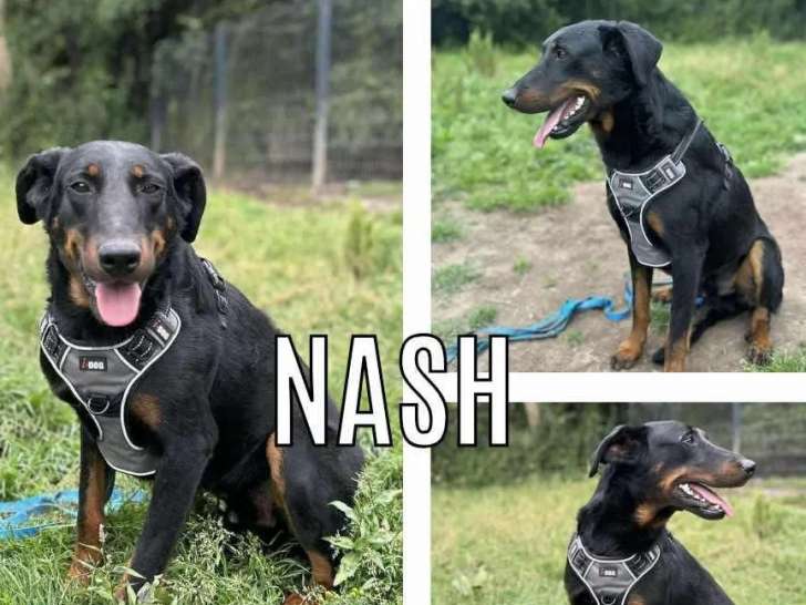 En attente d'adoption : chien Beauceron noir et feu