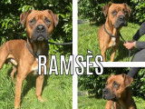 Disponible à l'adoption : chien Boxer de 6 ans