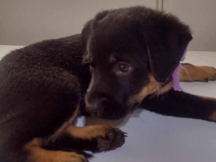 Chiots Rottweiller croisés Berger Allemand à vendre