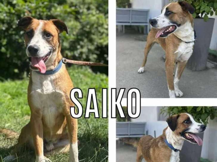 À adopter : chien marron et blanc