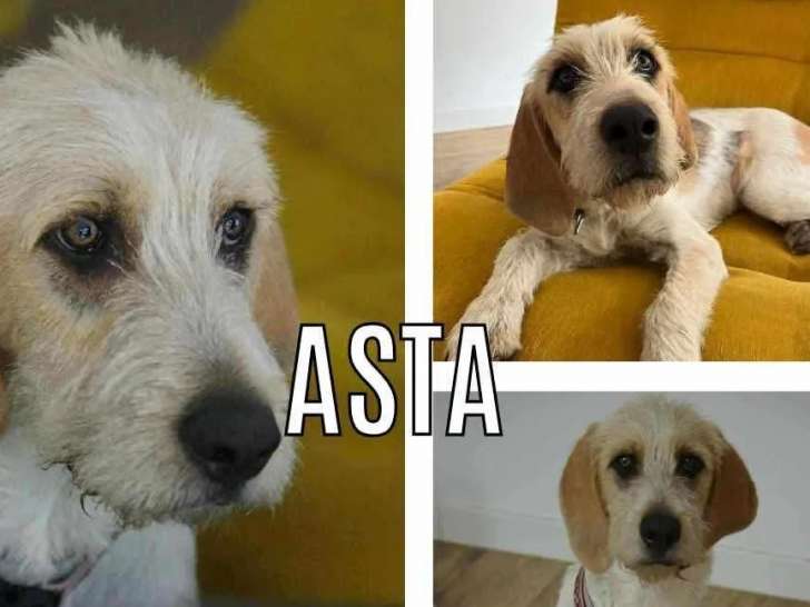 À la recherche d’un foyer, chien Courant Suisse de 7 mois